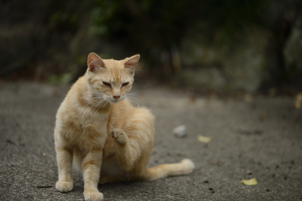 ねこ