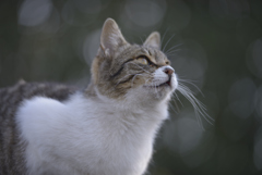 猫