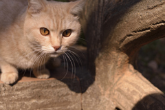 ねこ