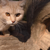 ねこ