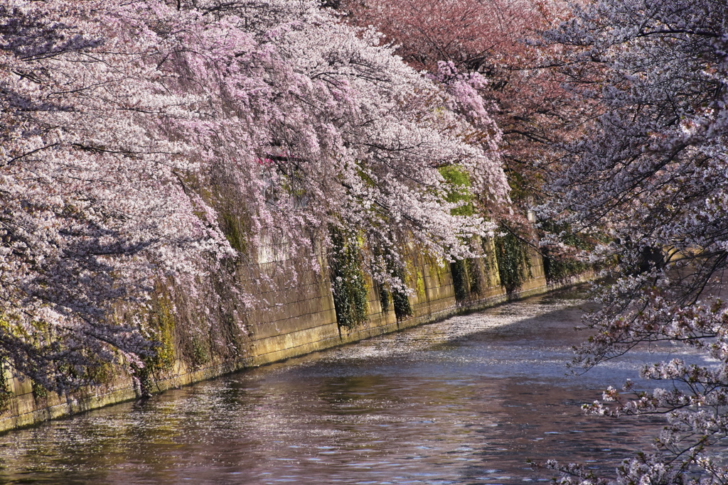 目黒川