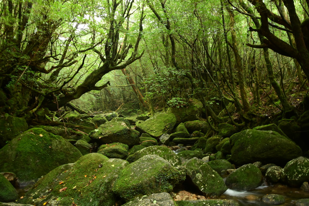 苔よ島の望みよ喜びよ
