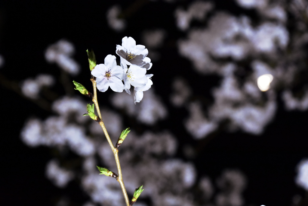 夜桜