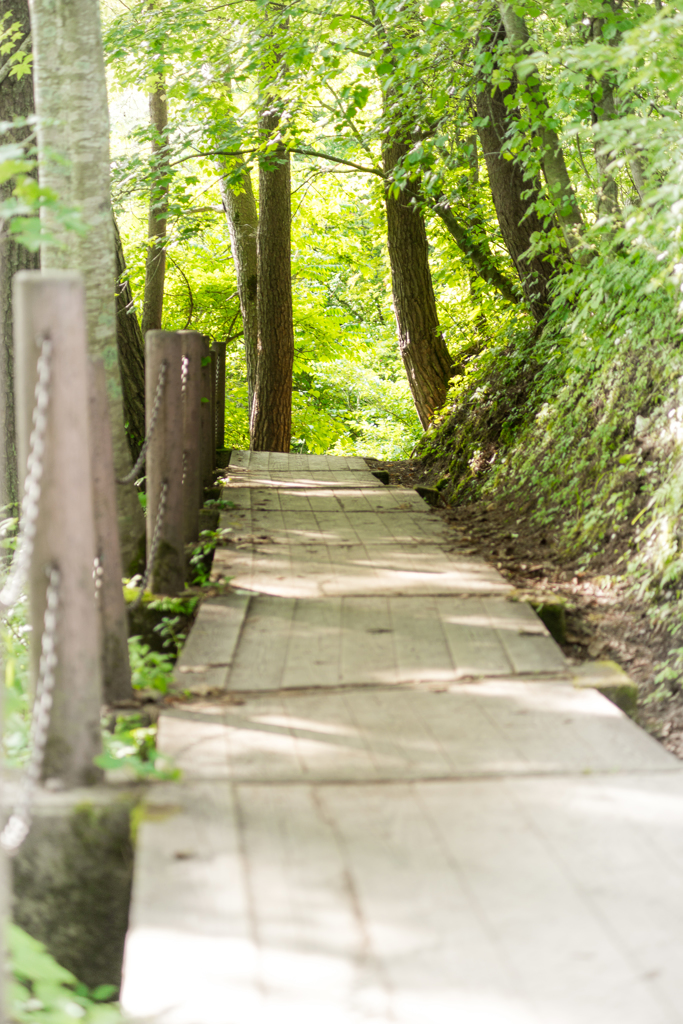 朝のお散歩道