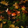 落紅葉
