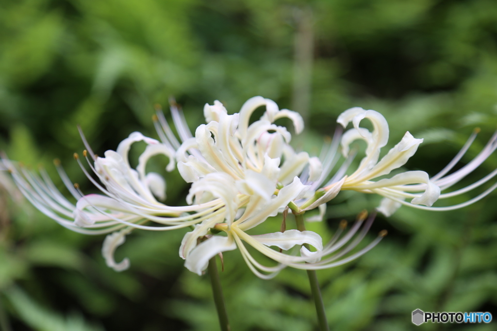 曼珠沙華4