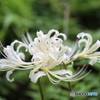曼珠沙華4