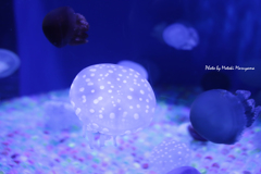 水玉クラゲ