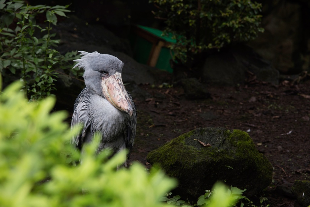 ハシビロコウ