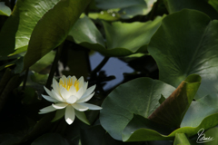 蓮の花陽を浴びる