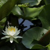 蓮の花陽を浴びる