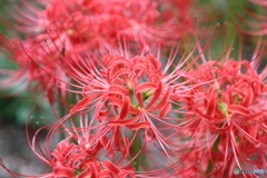 曼珠沙華3