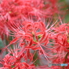 曼珠沙華3