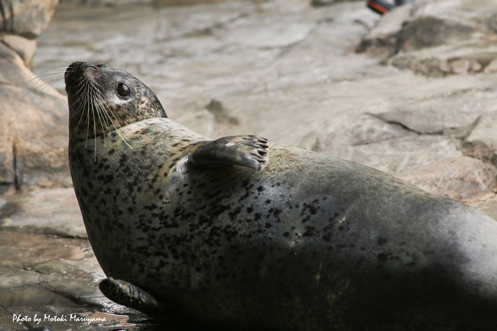 カマってアピール