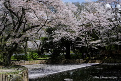 水面桜
