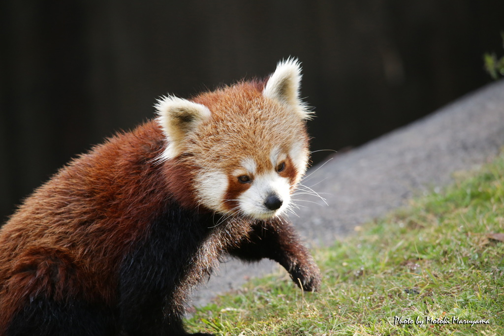 レッサーパンダ2