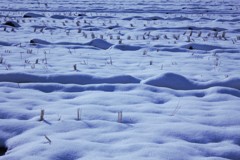 雪の小波