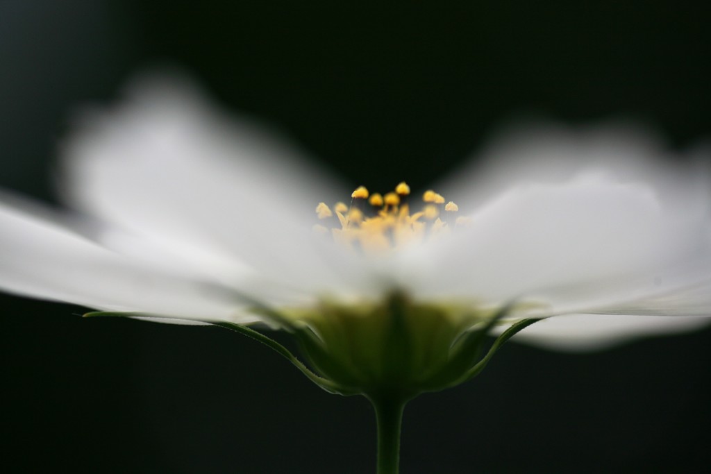 秋桜