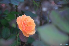 公園のバラ5　20161011