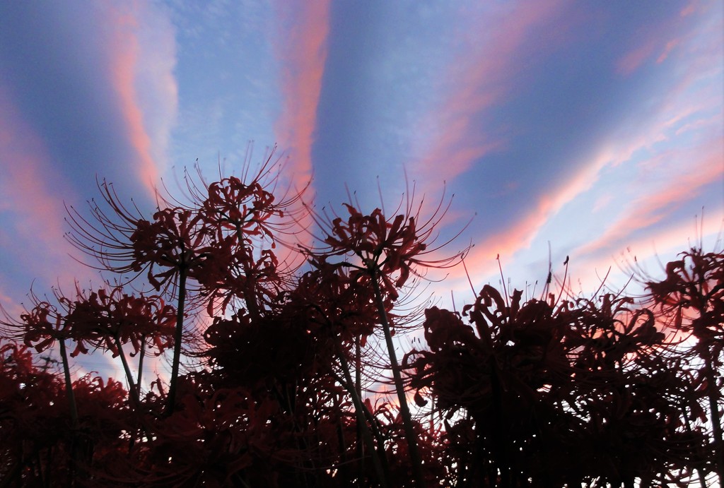 彼岸花模様の空 By Asagon Id 写真共有サイト Photohito