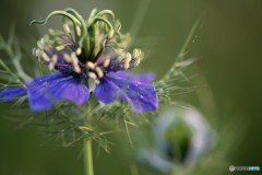 攻撃的な花(最終進化形態）