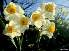 蝶かリボンか水仙