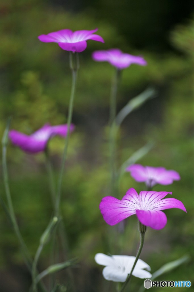 公園の花