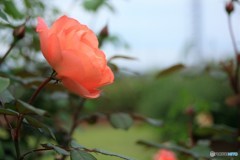 公園のバラ1　20161011