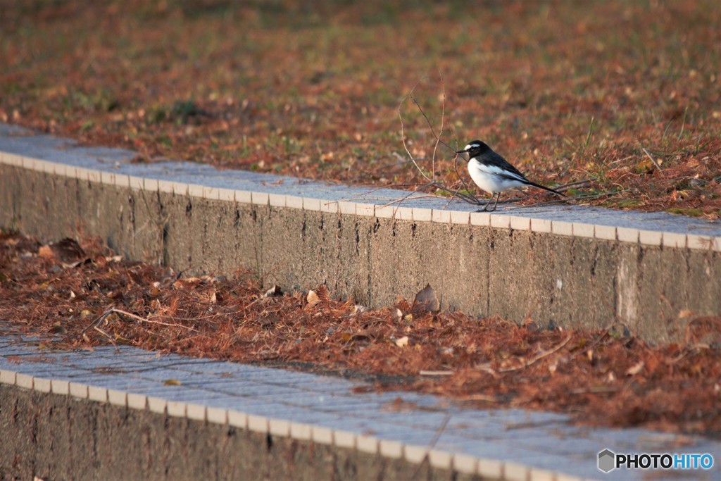 鳥と落ち葉