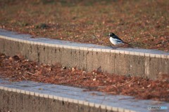 鳥と落ち葉