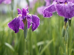 梅雨のきらめき