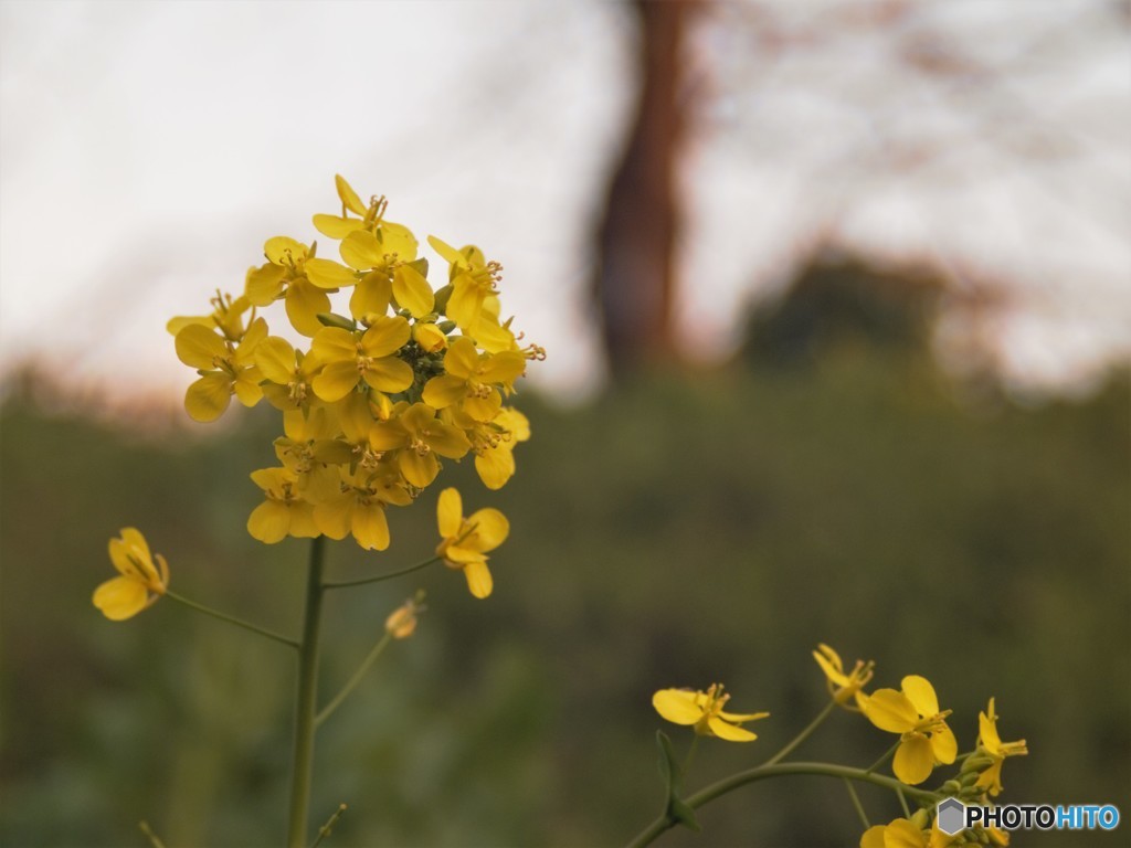 夕暮れと菜の花
