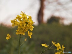 夕暮れと菜の花