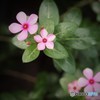花やしきの花3