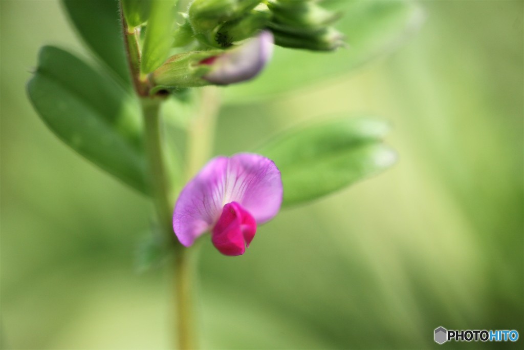 豆のできるアレの花