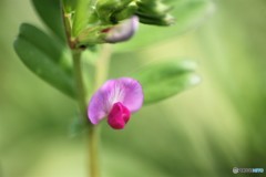 豆のできるアレの花