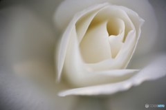 純白のバラ