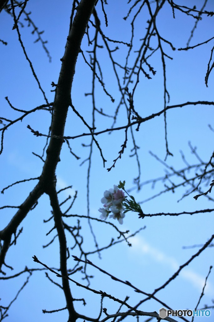 秋に咲く桜