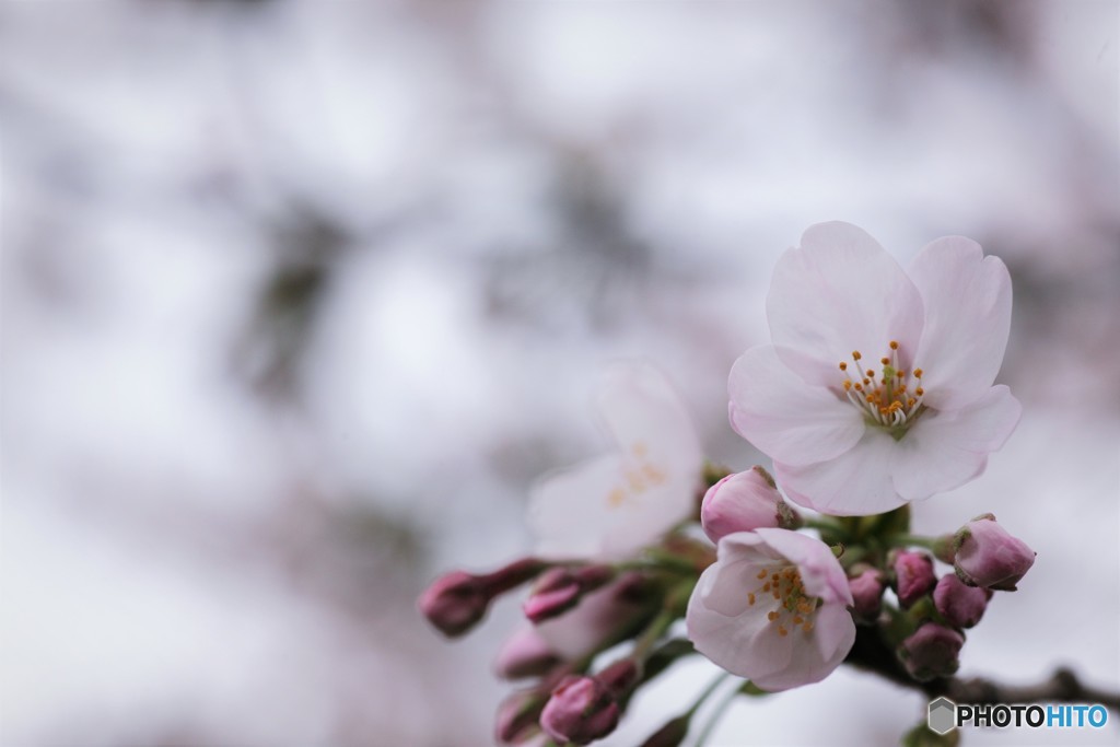 つぼみから花へ