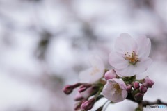 つぼみから花へ