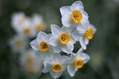 寒い日に撮る花
