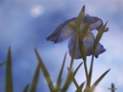 水面に映る