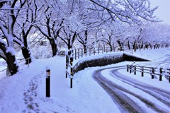 朝の雪道・歩道と車道