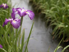 雨にうたれて