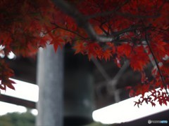 鐘とモミジ