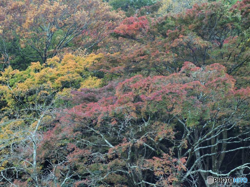 養老公園の紅葉2 20161116