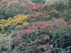 養老公園の紅葉2 20161116