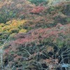 養老公園の紅葉2 20161116