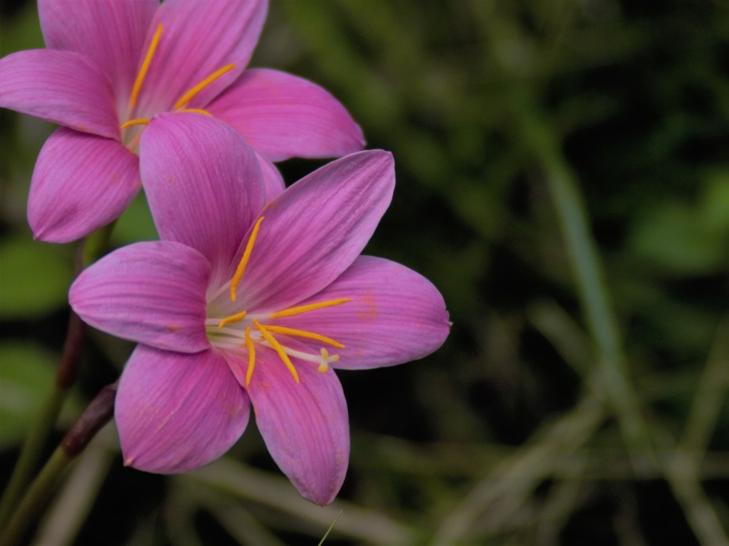 路傍の花