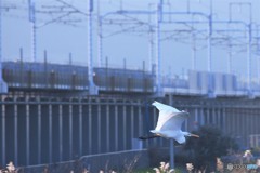 逃げる